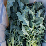 Load image into Gallery viewer, Broccoli, &#39;Broccolo Fiolaro di Creazzo&#39;
