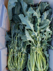 Load image into Gallery viewer, Broccoli, &#39;Broccolo Fiolaro di Creazzo&#39;

