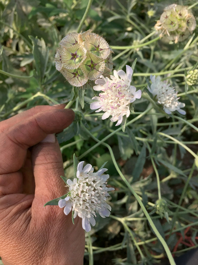 Scabiosa, 'Sternkugel' | Uprising Seeds