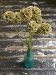 Load image into Gallery viewer, Scabiosa, &#39;Sternkugel&#39;
