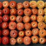 Load image into Gallery viewer, Strawflower, &#39;Apricot Peach Mix&#39;
