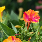 Load image into Gallery viewer, Four O&#39;Clocks, &#39;Strega&#39;
