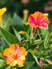 Load image into Gallery viewer, Four O&#39;Clocks, &#39;Strega&#39;
