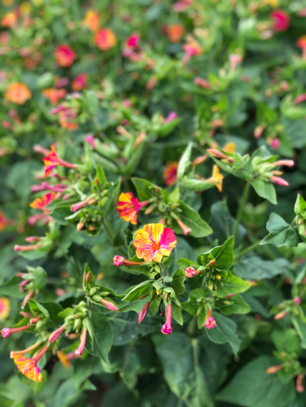 Flowers | Uprising Seeds