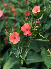 Load image into Gallery viewer, Four O&#39;Clocks, &#39;Strega&#39;
