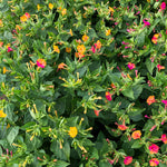 Load image into Gallery viewer, Four O&#39;Clocks, &#39;Strega&#39;
