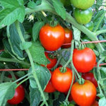 Load image into Gallery viewer, Tomato, &#39;Stupice&#39;
