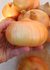 Storage Onion, 'Stuttgarter Riesen'