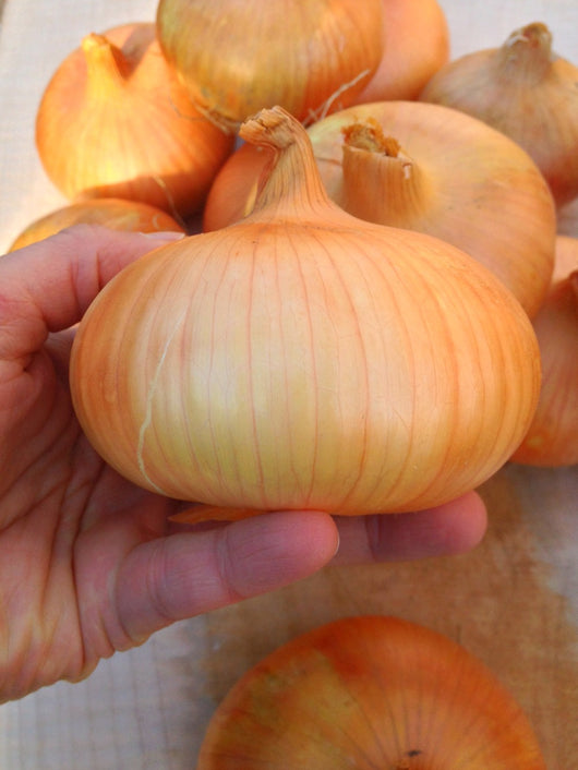 Storage Onion, 'Stuttgarter Riesen'