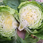 Load image into Gallery viewer, Lettuce, &#39;Summertime&#39;
