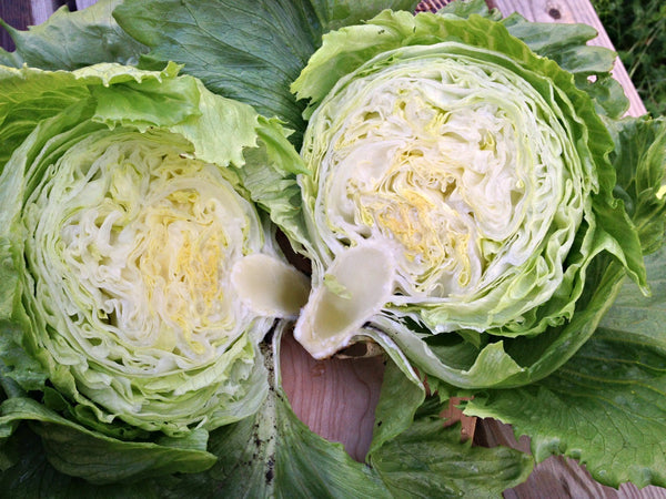 Lettuce, 'Summertime'