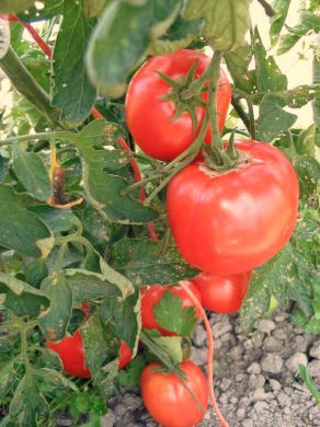Tomato, 'Super Luscious'