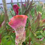 Load image into Gallery viewer, Celosia, &#39;Supercrest and Friends&#39;
