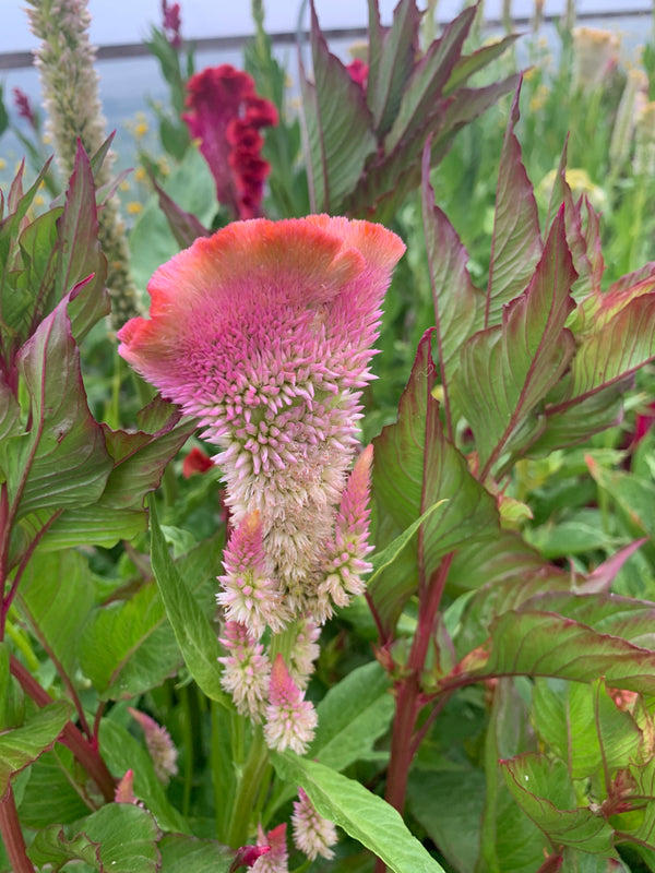 Celosia, 'Supercrest and Friends'