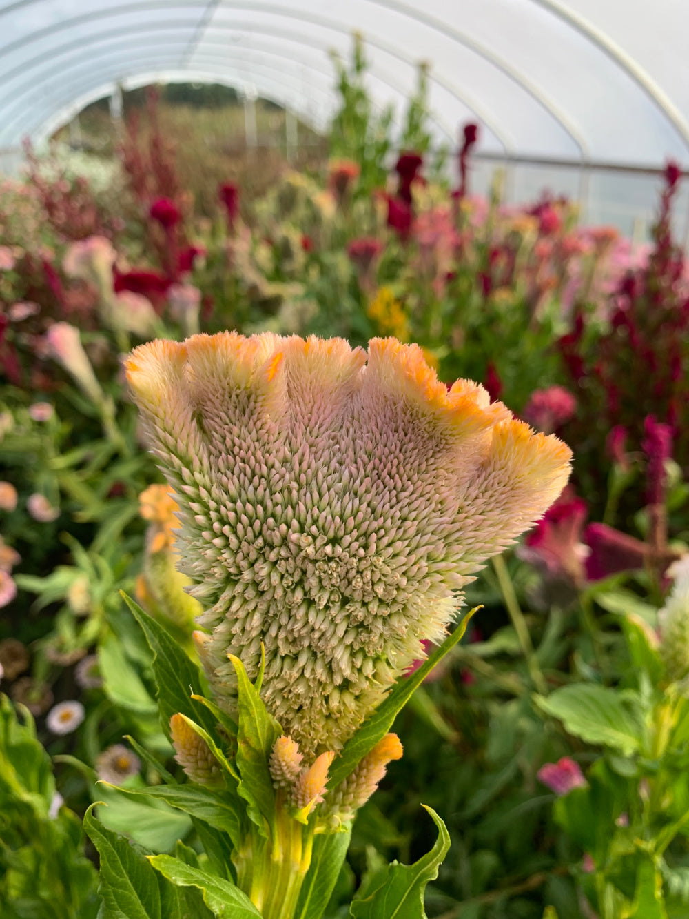 Flowers | Uprising Seeds