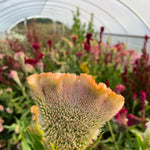 Load image into Gallery viewer, Celosia, &#39;Supercrest and Friends&#39;
