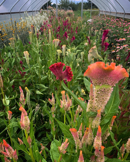 Celosia, 'Supercrest and Friends'