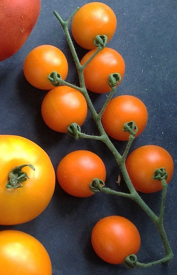 Tomato, 'Sweet Orange II'