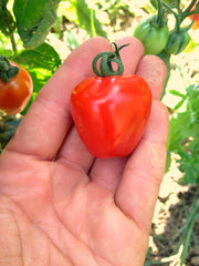 Load image into Gallery viewer, Tomato, &#39;Gardener&#39;s Sweetheart&#39;

