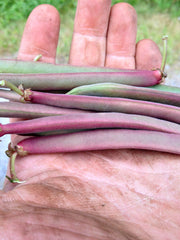 Load image into Gallery viewer, Bean, Bush Snap &#39;Tanya&#39;s Pink Pod&#39;
