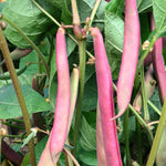 Load image into Gallery viewer, Bean, Bush Snap &#39;Tanya&#39;s Pink Pod&#39;
