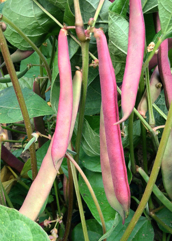 Bean, Bush Snap 'Tanya's Pink Pod'