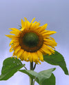 Sunflower 'Tarahumara'