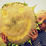 Load image into Gallery viewer, Sunflower &#39;Tarahumara&#39;
