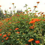 Load image into Gallery viewer, Sunflower, Mexican, &#39;Torch&#39;
