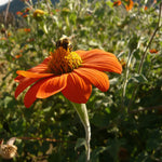 Load image into Gallery viewer, Sunflower, Mexican, &#39;Torch&#39;
