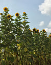 Sunflower 'Transylvanian Giant'
