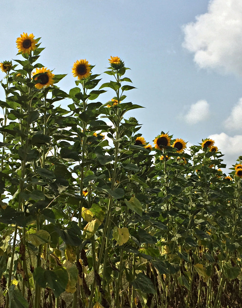 Sunflower 'Transylvanian Giant' | Uprising Seeds