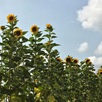 Load image into Gallery viewer, Sunflower &#39;Transylvanian Giant&#39;
