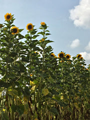 Load image into Gallery viewer, Sunflower &#39;Transylvanian Giant&#39;
