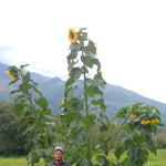 Load image into Gallery viewer, Sunflower &#39;Transylvanian Giant&#39;
