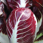 Load image into Gallery viewer, Radicchio (Rosso di Treviso Precoce), &#39;Pacifico&#39;
