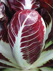 Load image into Gallery viewer, Radicchio (Rosso di Treviso Precoce), &#39;Pacifico&#39;
