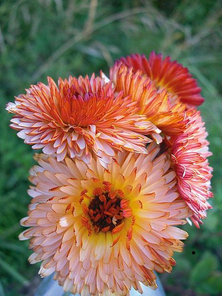 Flowers | Uprising Seeds