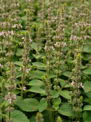 Load image into Gallery viewer, Basil, &#39;Tulsi&#39; (Sacred Basil, Holy Basil)
