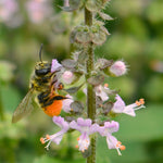 Load image into Gallery viewer, Basil, &#39;Tulsi&#39; (Sacred Basil, Holy Basil)
