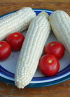 Corn, 'Tuxana'