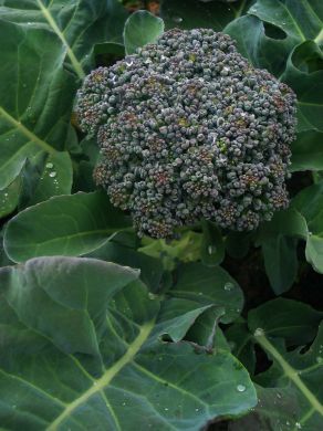 Uprising Lettuce Mix
