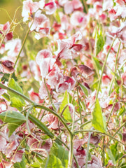 Load image into Gallery viewer, Sweet Pea, &#39;Wiltshire Ripple&#39;

