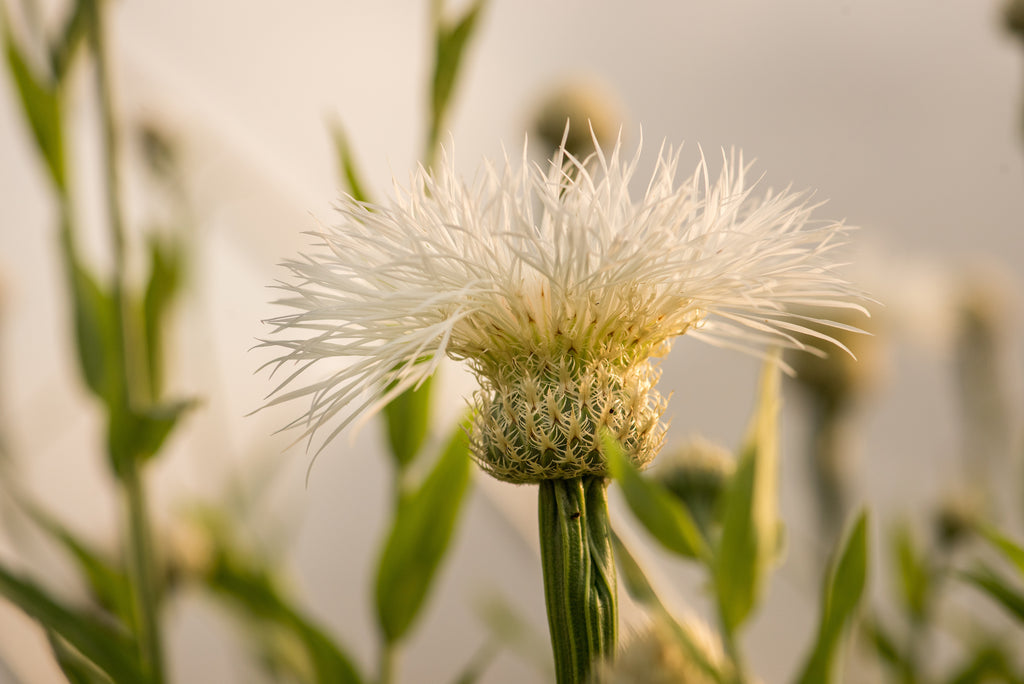 Basket Flower, 'Aloha Blanca' | Uprising Seeds