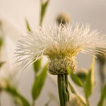 Load image into Gallery viewer, Basket Flower, &#39;Aloha Blanca&#39;
