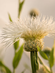 Load image into Gallery viewer, Basket Flower, &#39;Aloha Blanca&#39;
