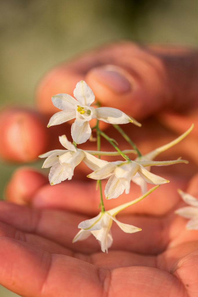 Larkspur, 'White Cloud' | Uprising Seeds