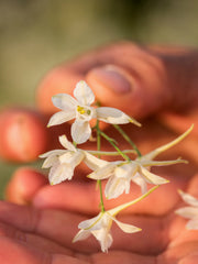 Load image into Gallery viewer, Larkspur, &#39;White Cloud&#39;
