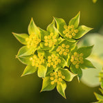 Load image into Gallery viewer, Bupleurum, &#39;Green Gold&#39;
