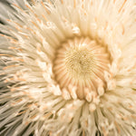 Load image into Gallery viewer, Basket Flower, &#39;Aloha Blanca&#39;
